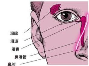 成人泪囊堵塞按摩视频,缓解成人泪囊堵塞困扰