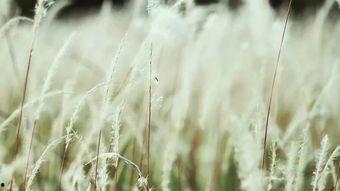 青草tai成人分类视频,揭秘成人娱乐的多元面貌