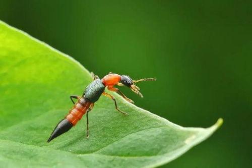 昆虫可以变成人吗视频,揭秘昆虫变人的奇幻之旅