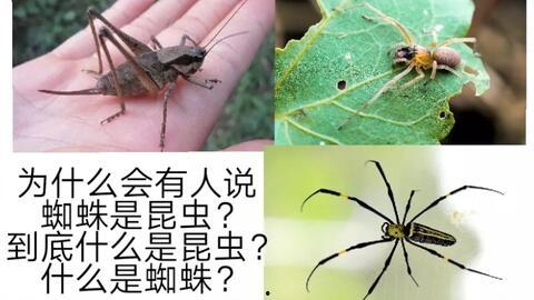 昆虫可以变成人吗视频,揭秘昆虫变人的奇幻之旅