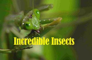 昆虫可以变成人吗视频,揭秘昆虫变人的奇幻之旅