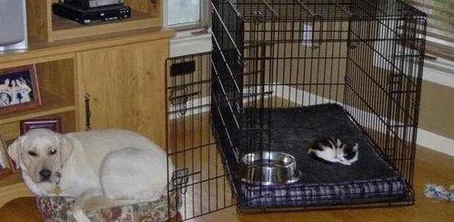 狗变成人录像视频大全,狗狗变人奇幻视频集锦