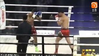 成人拳击视频教学全集,成人拳击视频教学全集精华解析